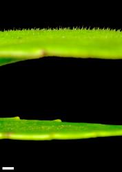 Veronica senex. Adaxial leaf surfaces, of a hairy leaf (above) and a glabrous leaf (below). Scale = 1 mm.
 Image: P.J. Garnock-Jones © P.J. Garnock-Jones CC-BY-NC 3.0 NZ